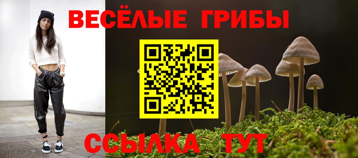 Галлюциногенные грибы Psilocybe Заринск